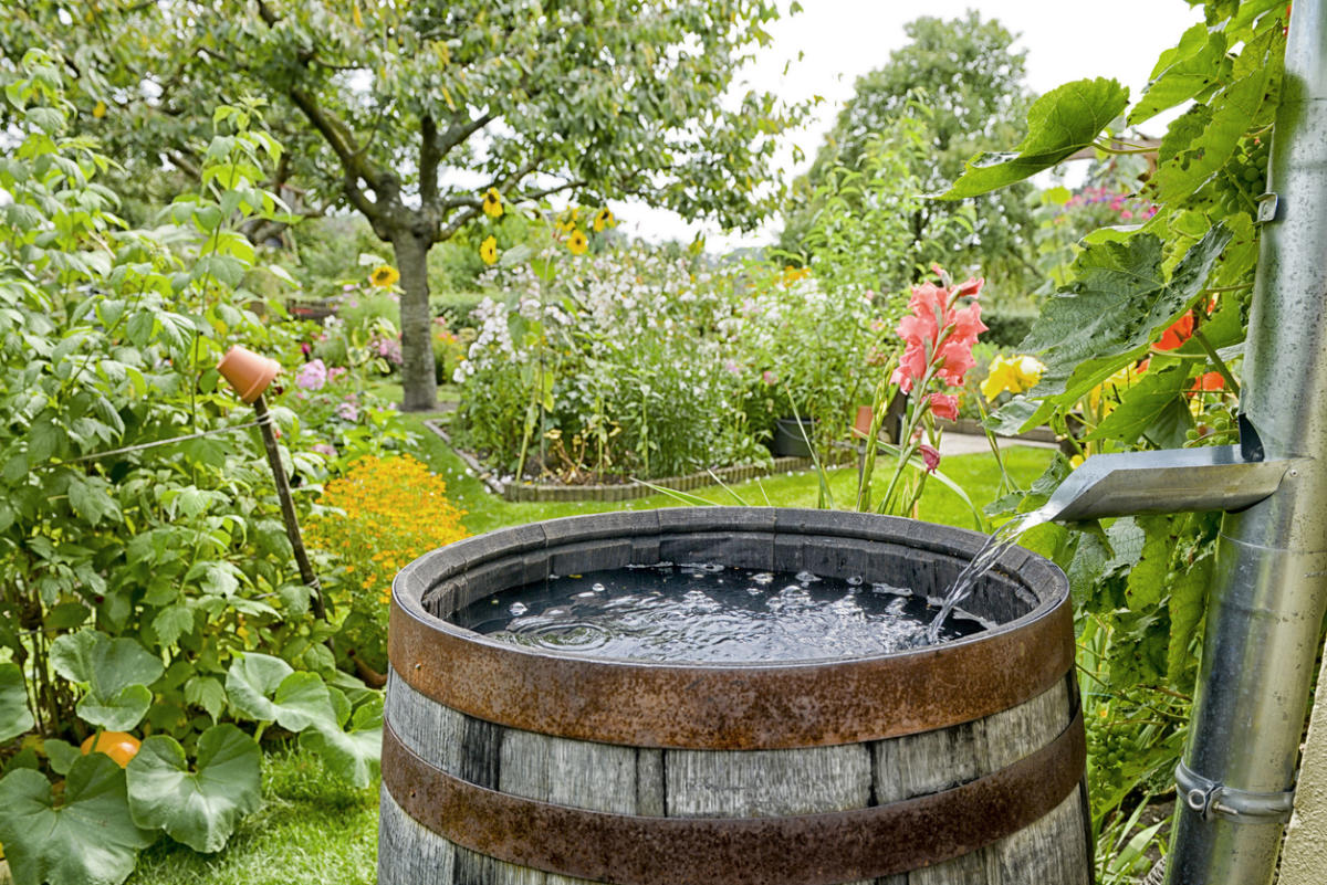Сбор дождевой воды. Собирайте дождевую воду для полива растений в саду